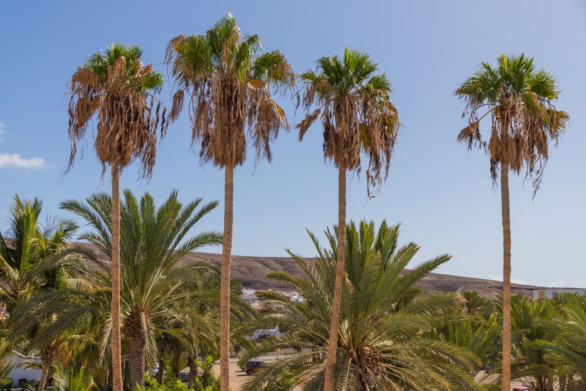 Palm Beach Fuerteventura Tarajalejo Exterior photo